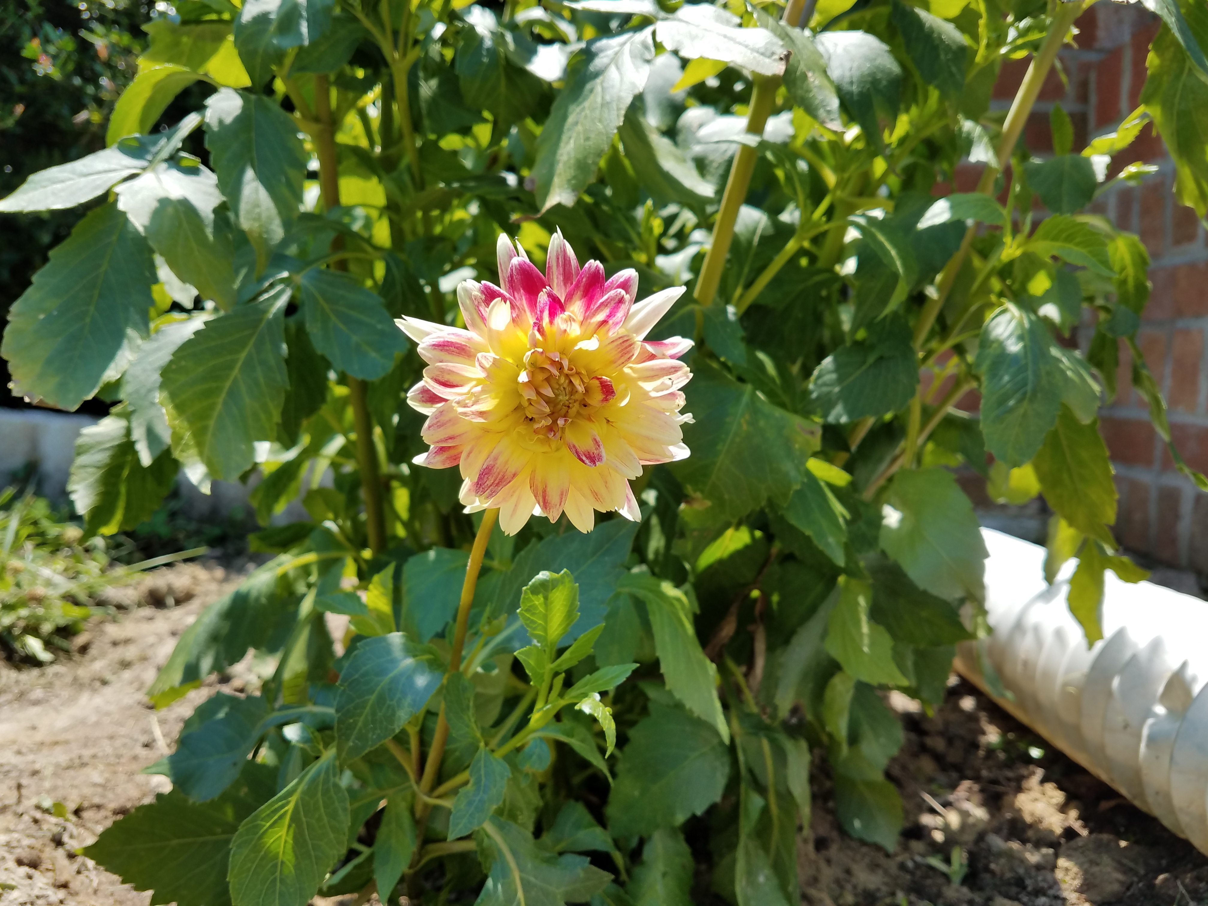 Dahlia plant and lettuce bolting